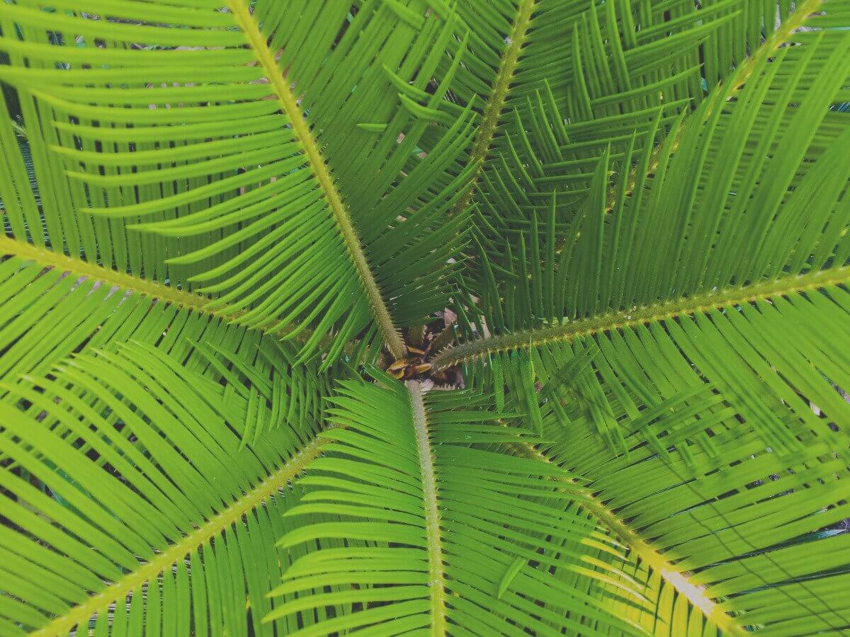 Palm Oil – The Environmental Deadlock Veiled in Your Confection