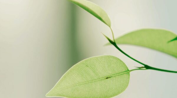 Greenwashing : Sustainability’s Formidable Foe