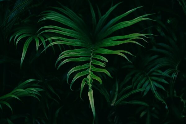Exploring the Concept of  Biodiversity