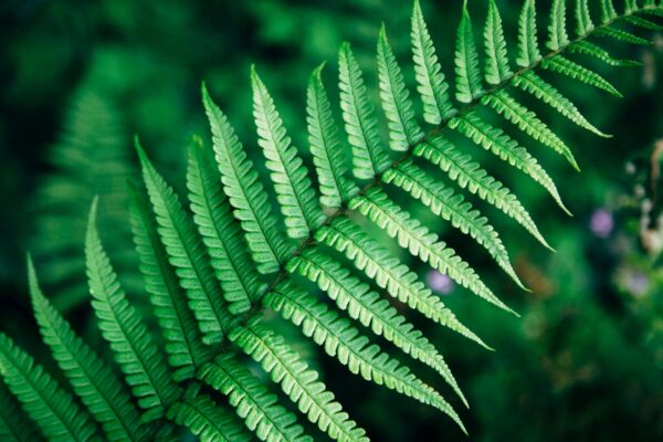 Unlocking India's Sustainable Future: The Crucial Role of Environmental and Climate Sciences