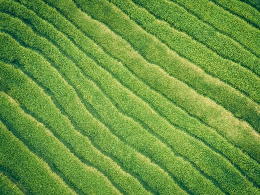 Averting the Consequences: A Sustainable World Without Deforestation