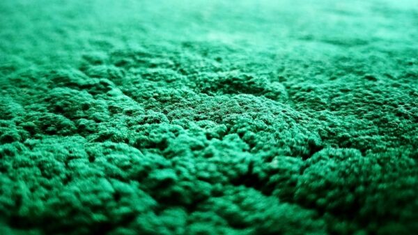 What is Albedo Effect And How Does it Impact Climate Change?